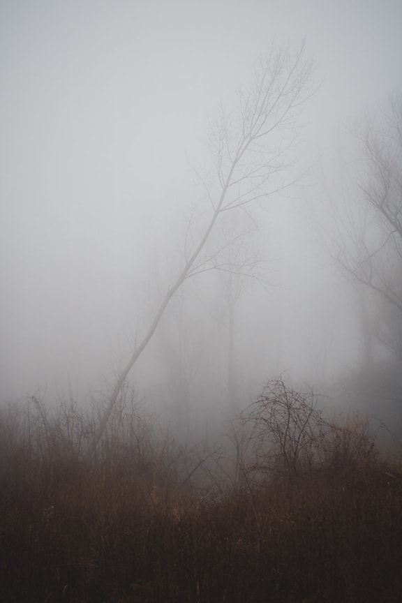 crepuscolo, nebbioso, nebbia, foresta, sagoma, alberi, freddo, nebbia, orizzontale, albero