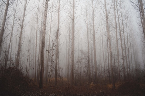 brumeux, forêt, bois, peuplier, arbres, brume, matin, brouillard, paysage, arbre