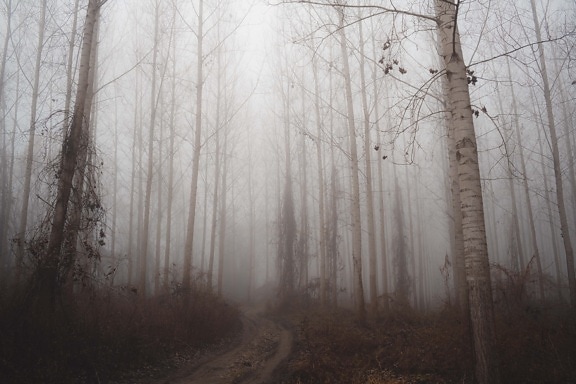 nebbioso, foresta, strada forestale, inverno, nebbia, legno, orizzontale, nebbia, albero, Alba