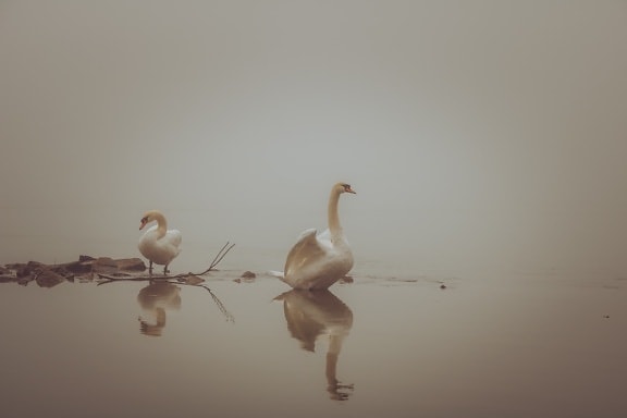 пейзаж, туманный, величавый, благодать, лебедь, птицы, вода, отражение, озеро, птица