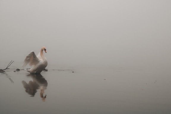 Cisne, asas, majestoso, pássaro, nebuloso, manhã, nevoeiro, névoa, vida selvagem, Lago