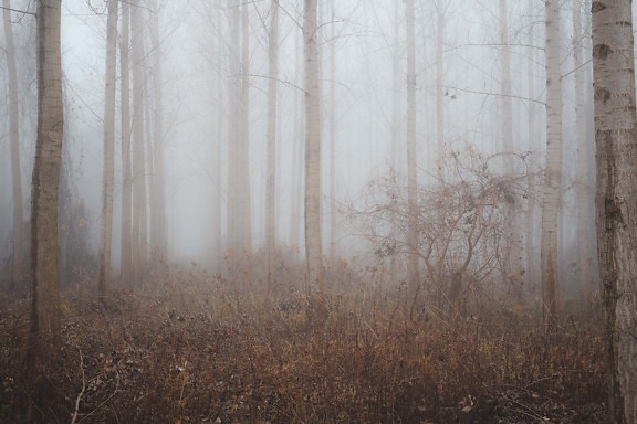 холод, утро, лес, туманный, осенний сезон, рассвет, туман, дерево, туман, темный