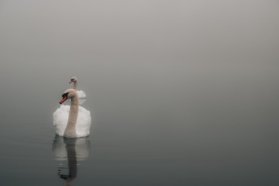 majestic, swan, foggy, atmosphere, mist, lakeside, bird, water, lake, dawn