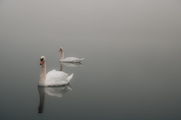 dusk, foggy, swan, swimming, birds, waterfowl, flying, bird, aquatic bird, lake