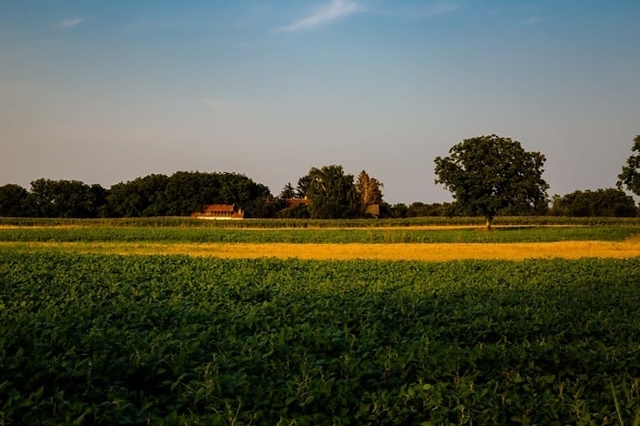 rural, field, farm, landscape, agriculture, summer, tree, countryside, horizon, spring