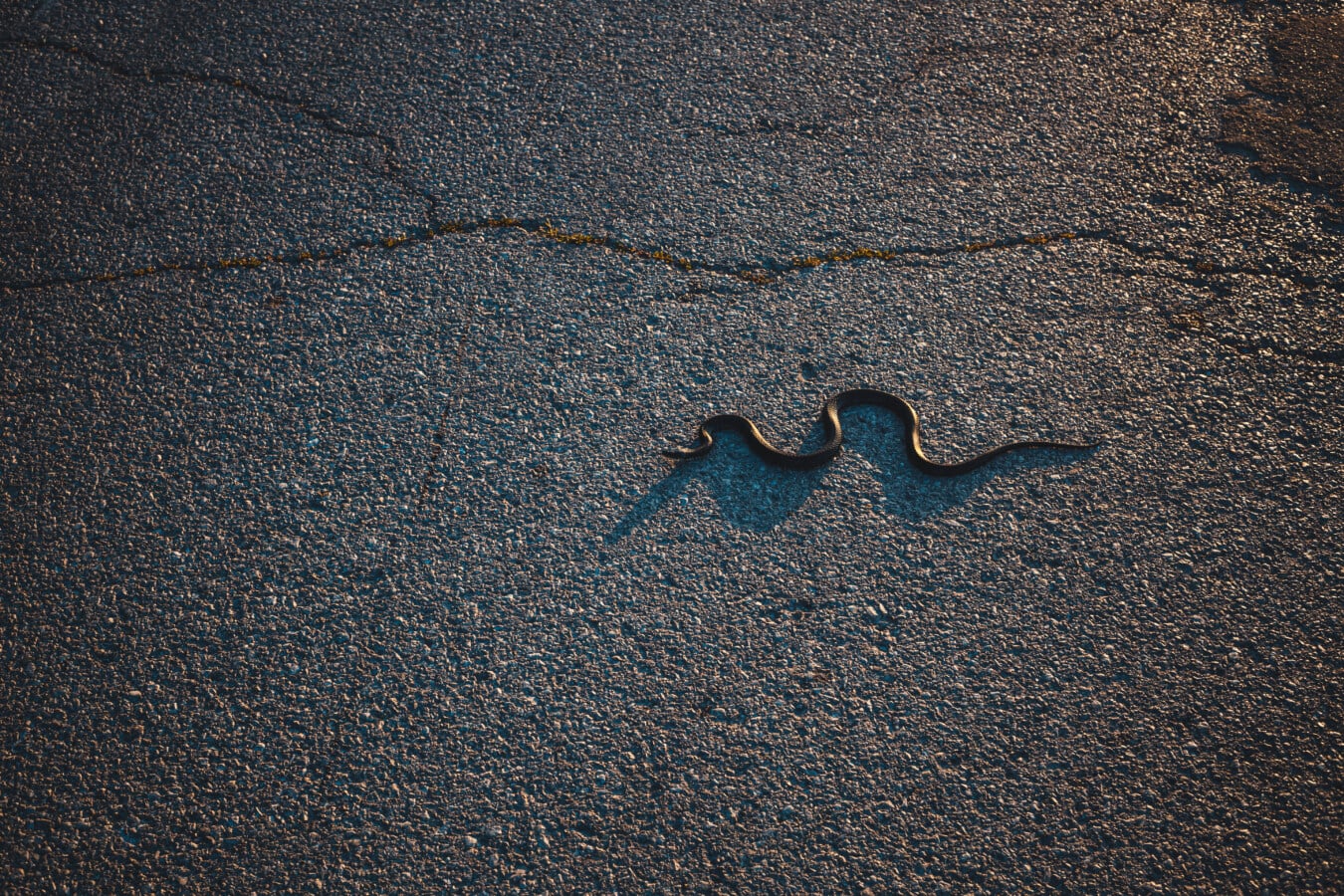 had, cesta, asfalt, stín, plaz, povrch, materiál, vzor, noční had, špinavý