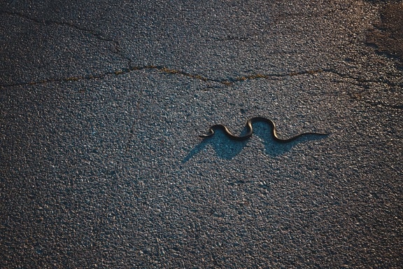 ular, jalan, aspal, bayangan, reptil, permukaan, bahan, pola, malam ular, kotor