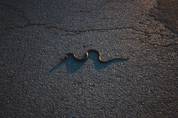 snake, night snake, shadow, darkness, road, asphalt, texture, surface, reptile, material