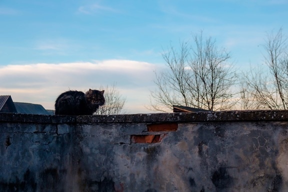 gato doméstico, ladrillos, pared, abandonado, naturaleza, arquitectura, antiguo, al aire libre, animal, cielo azul