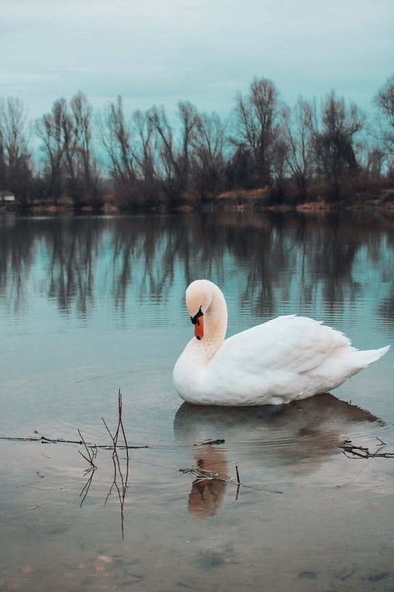 pássaro, Cisne, majestoso, pescoço, graça, branco, água, Lago, natureza, reflexão