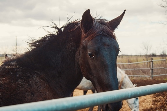 brown, dark, mustang, horse, cavalry, mare, farm, fence, nature, animal