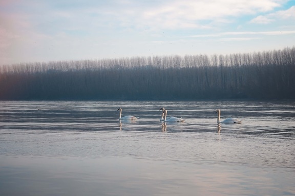 flock, swan, swimming, river, Danube, water, lake, reflection, nature, landscape
