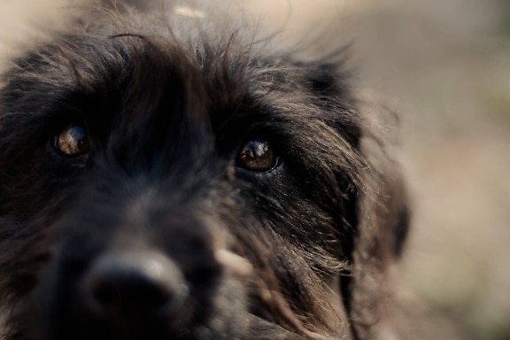 close-up, dog, eyes, black, fur, portrait, canine, eye, cute, animal
