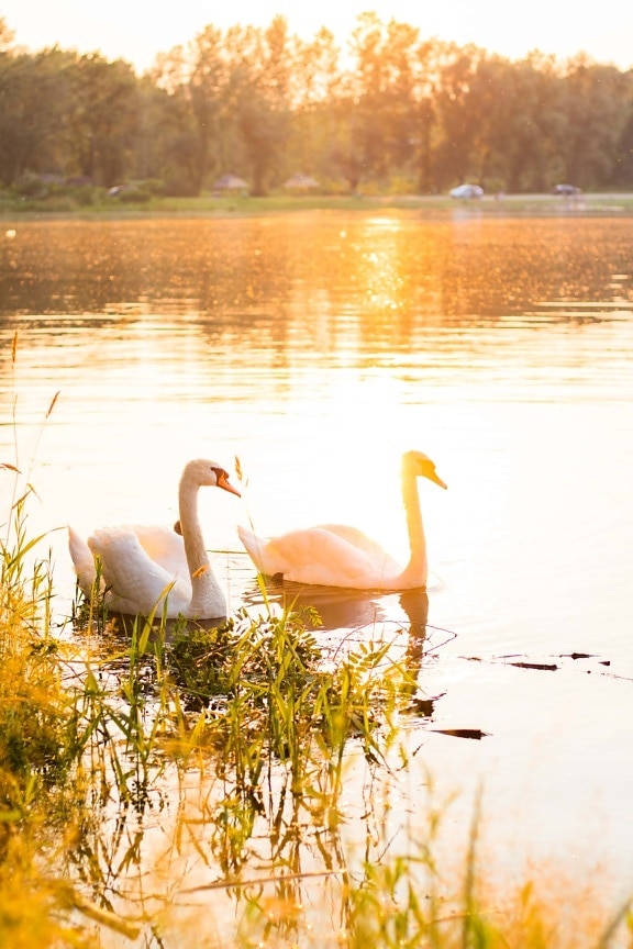 birds, swan, sunlight, sunrays, lakeside, lake, nature, water, reflection, sunset