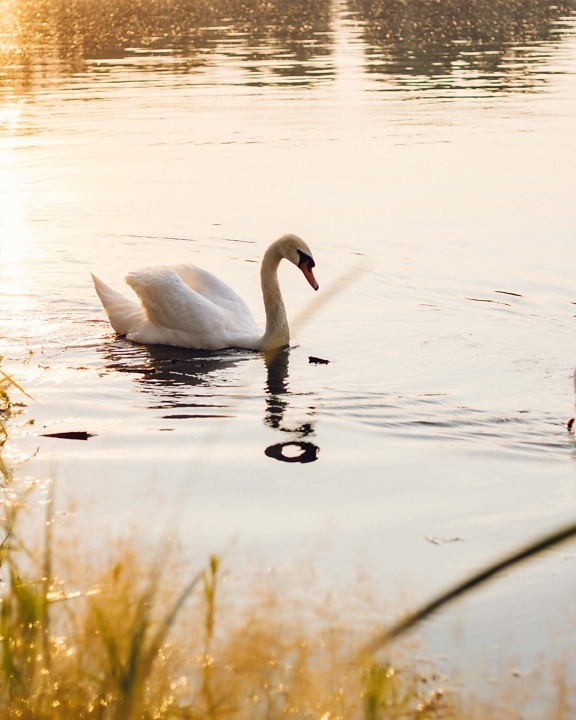 swimming, swan, day, sunny, bird, lake, water, reflection, nature, river