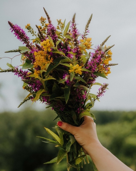 bouquet, colorful, wildflower, holding, hand, finger, nail polish, nature, flower, blooming