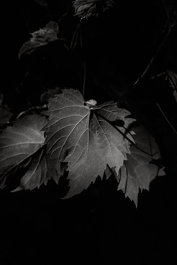black and white, monochrome, leaf, shadow, darkness, branchlet, shade, art, texture, contrast