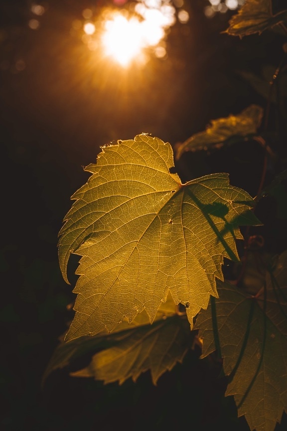 leaf, yellow green, sunlight, sunrays, backlight, close-up, silhouette, darkness, sun, nature