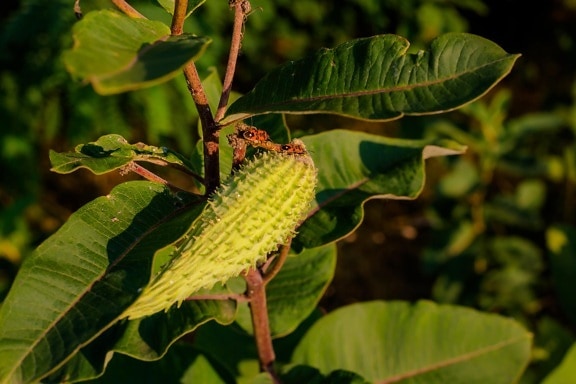 beetle, insect, green leaves, branches, leaf, nature, tree, color, shrub, upclose