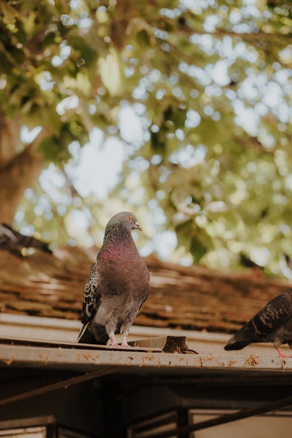 portrait, pigeon, rooftop, roof, bird, animal, outdoors, wild, feather, color
