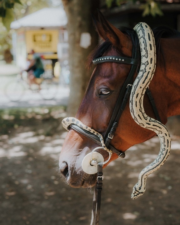 reptile, snake, horse, head, animals, cavalry, portrait, outdoors, nature, mare