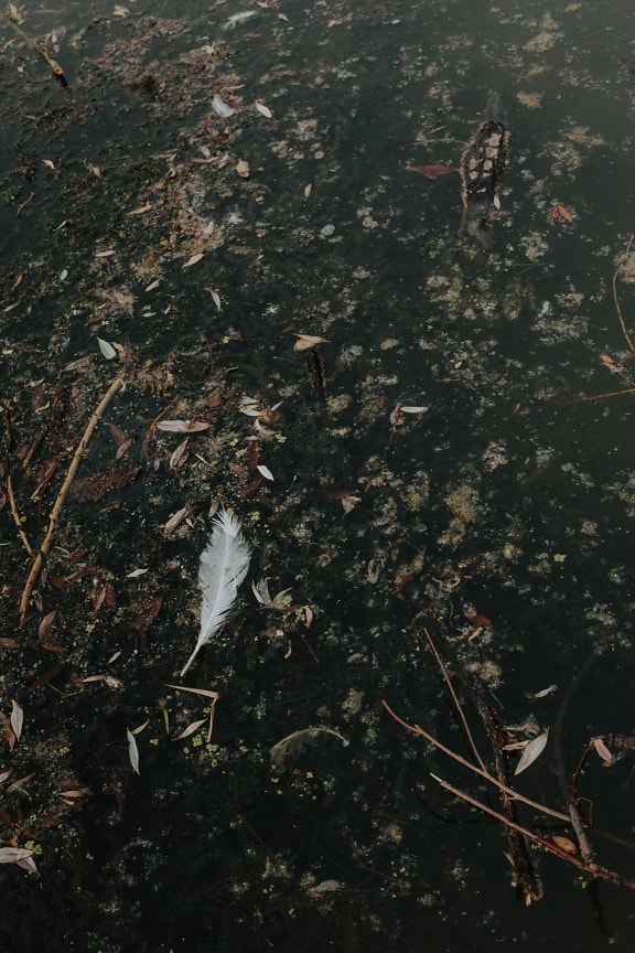 white, feather, swamp, water level, aquatic plant, dirty, water, nature, leaf, dark