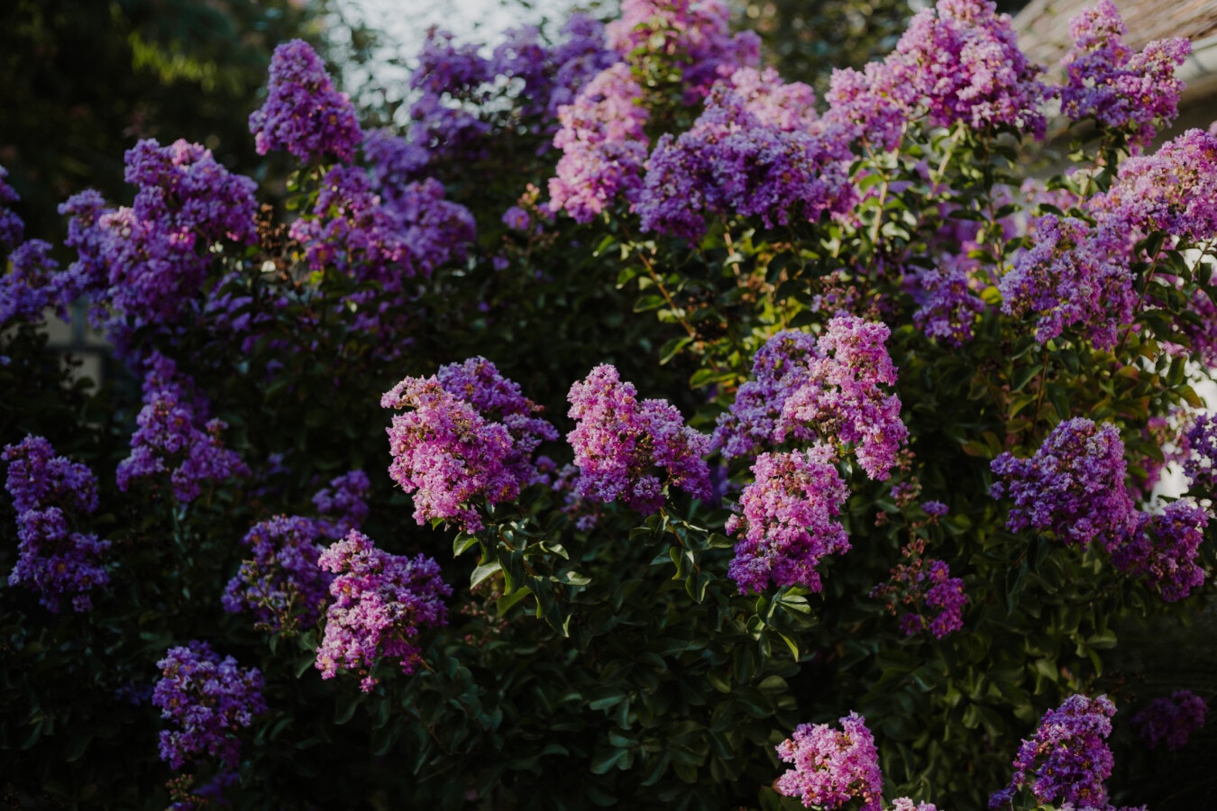 púrpura, lila, árbol, jardín de flores, flores, jardín, flor, arbusto, flora, naturaleza