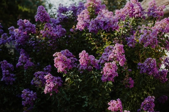 фіолетовий, Бузок, дерево, квітник, квіти, сад, квітка, чагарник, флора, природа