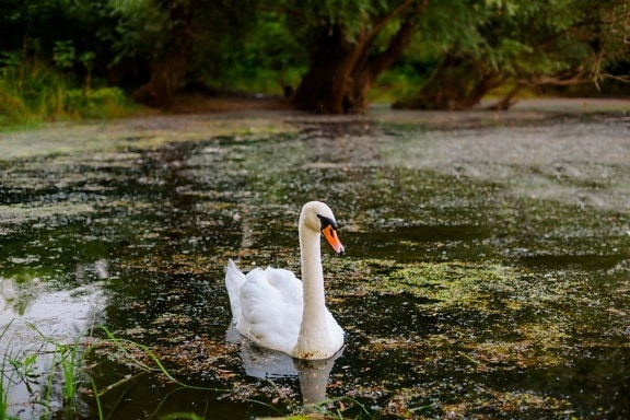 beautiful, swan, marshland, swamp, nature, water, bird, lake, outdoors, wildlife
