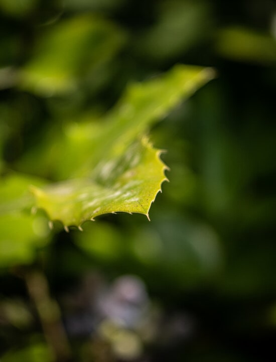 focus, close-up, green leaf, leaf, nature, flora, color, garden, blur, summer