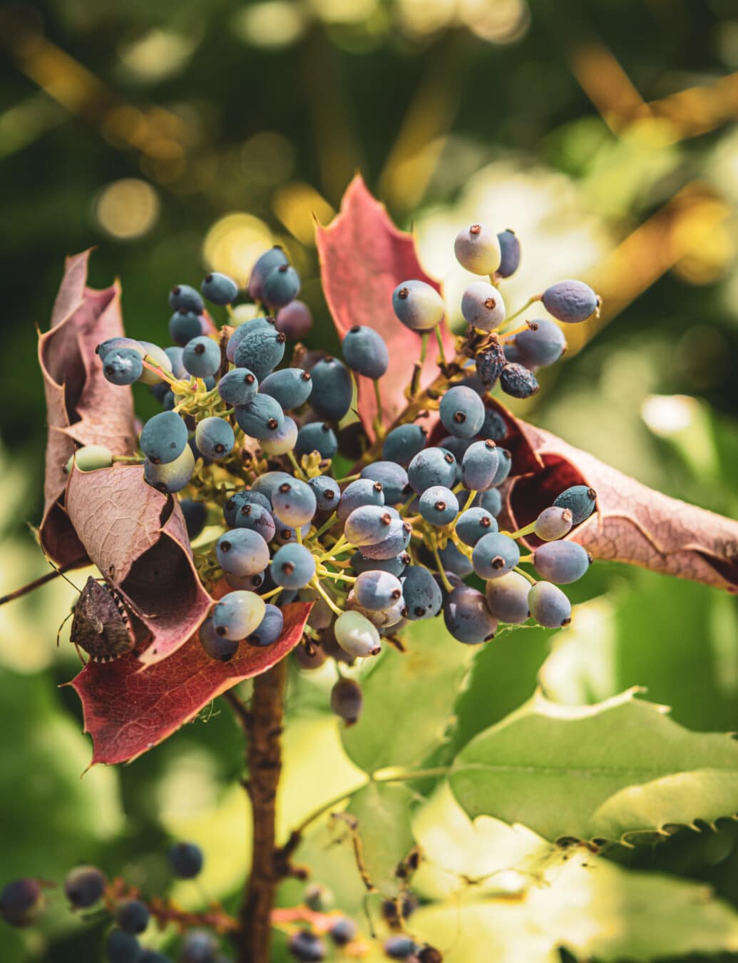 Gugus, biru, Berry, ranting, musim gugur musim, daun, buah, alam, flora, cabang