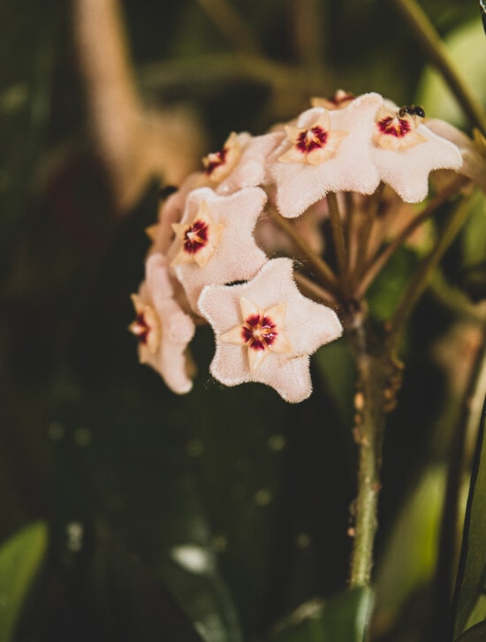 white flower, small, nectar, exotic, tropical, flower, nature, leaf, blur, outdoors