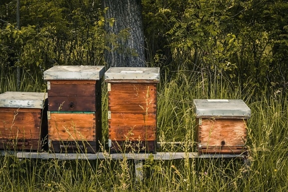 ruche, vintage, style ancien, boîtes de, en bois, pollinisation, nature, nid d’abeille, été, abeille