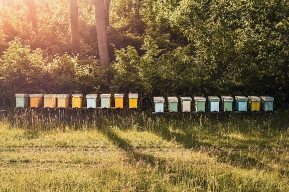 včelí úl, venkovní, zemědělství, sluneční světlo, letní sezona, venkova, farma, zemědělství, příroda, tráva