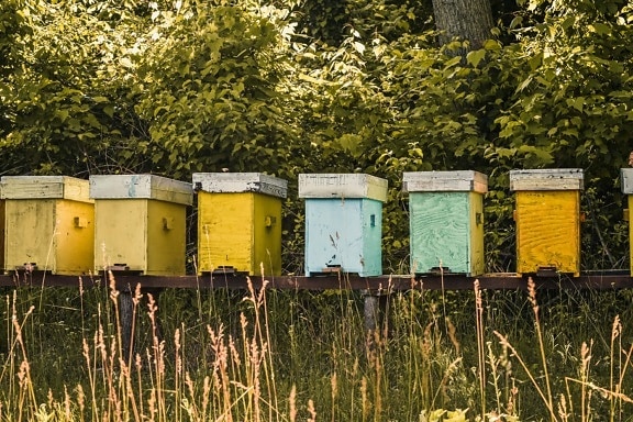 bikupa, trä, rutorna, jordbruk, honungsbinas, honung, Honeycomb, insekt, jordbruk, naturen