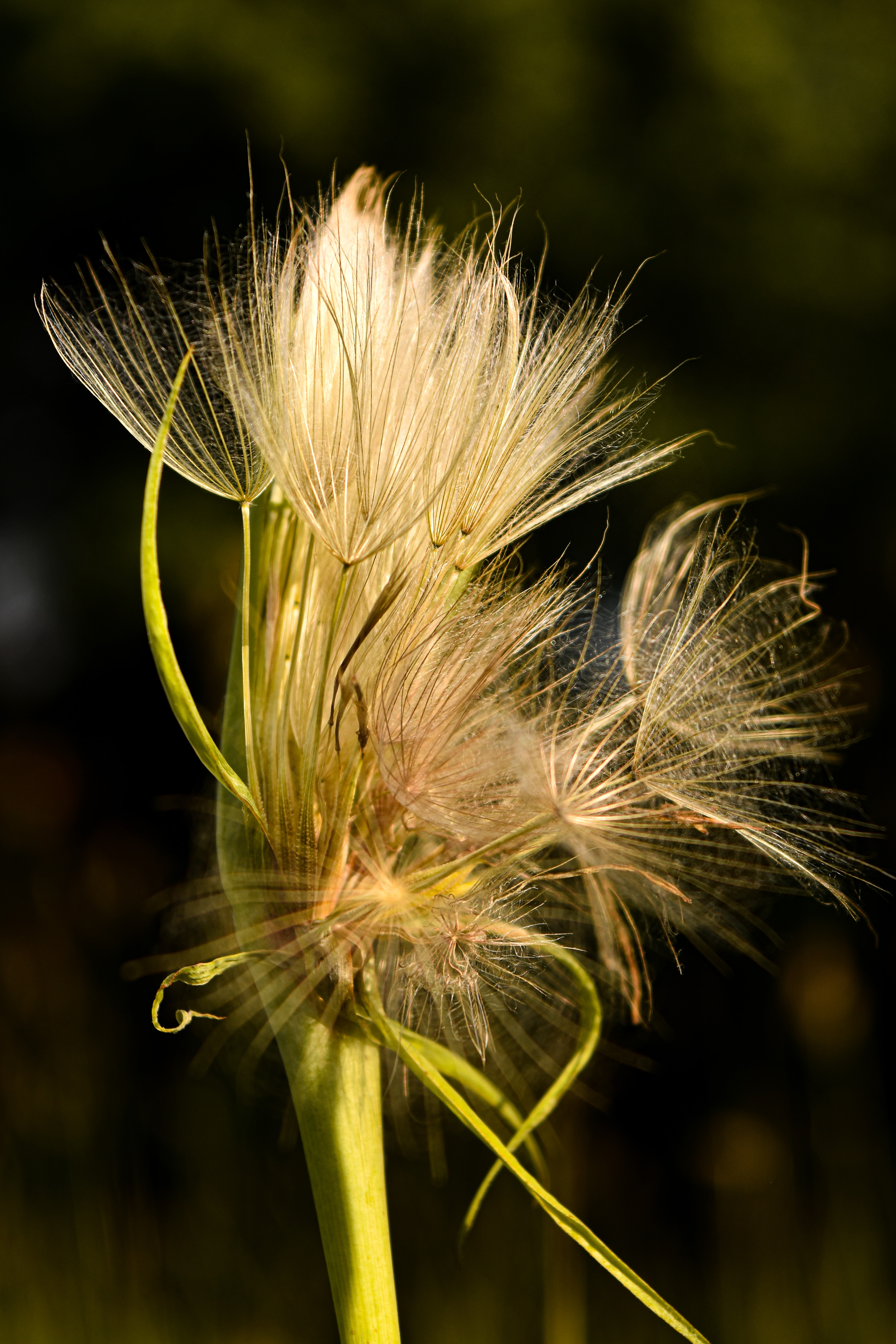 フリー写真画像 自然 シード 花 雑草 色 明るい フローラ 夏 美しい 草