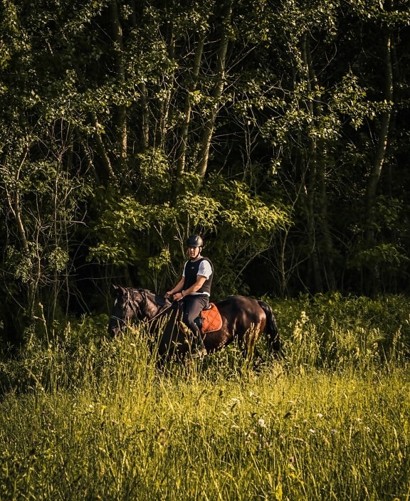 horse, horseback, rider, riding, training program, sport, farmer, person, cavalry, nature