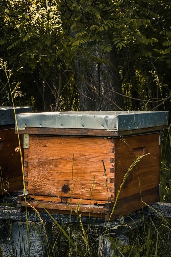 wooden, beehive, vintage, box, agriculture, wood, tree, old, summer, abandoned