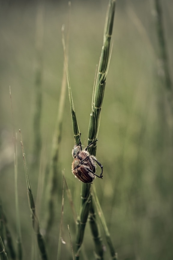 bug, insect, beetle, animals, nature, upclose, outdoors, grass, summer, wildlife