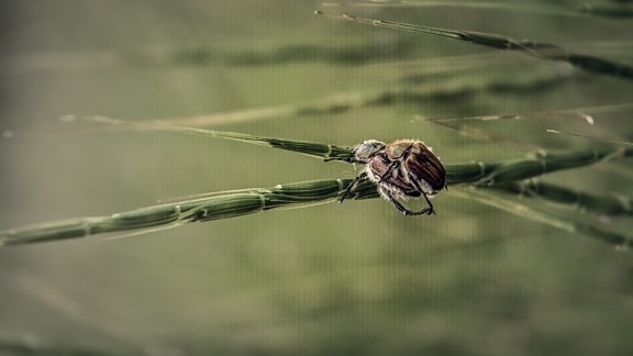 insect, beetle, bug, close-up, grass plants, invertebrate, wildlife, animal, nature, outdoors