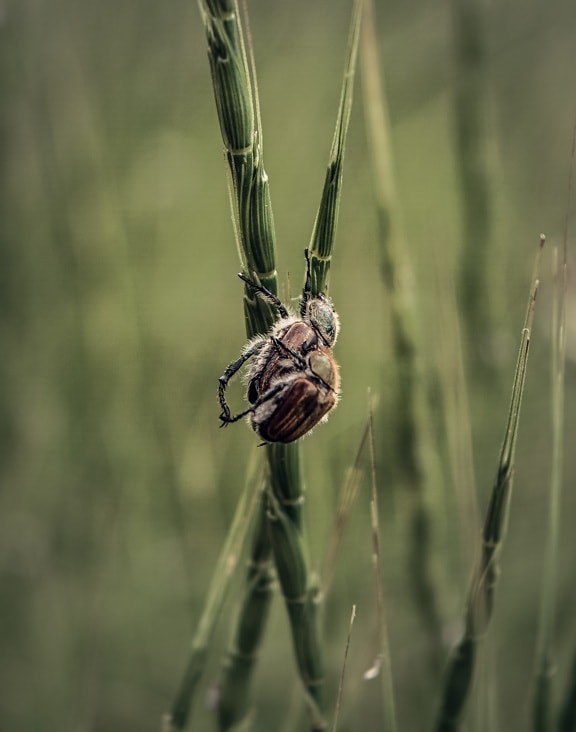 beetle, macro, brown, insect, grass, close-up, invertebrate, nature, upclose, wildlife
