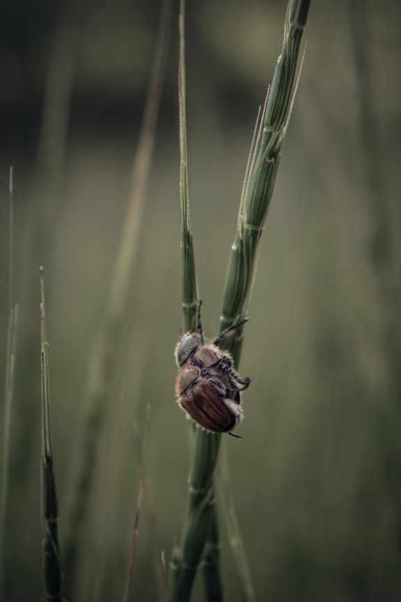 stem, beetle, grass, bug, close-up, insect, arthropod, nature, wildlife, outdoors