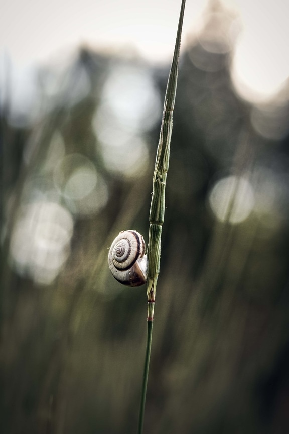 snail, small, stem, grass, animal, nature, gastropod, invertebrate, mollusk, blur