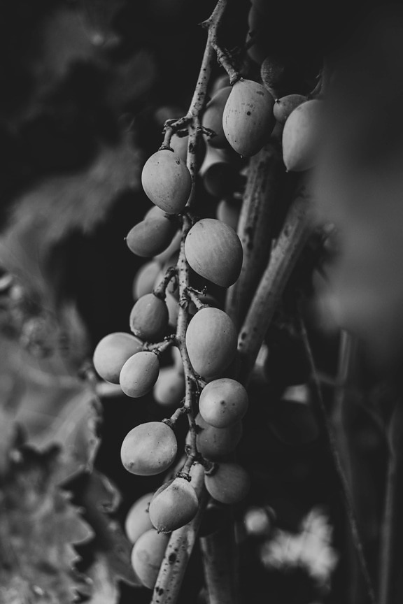 vineyard, grapes, black and white, agriculture, grape, fruit, harvest, vine, bunch, food