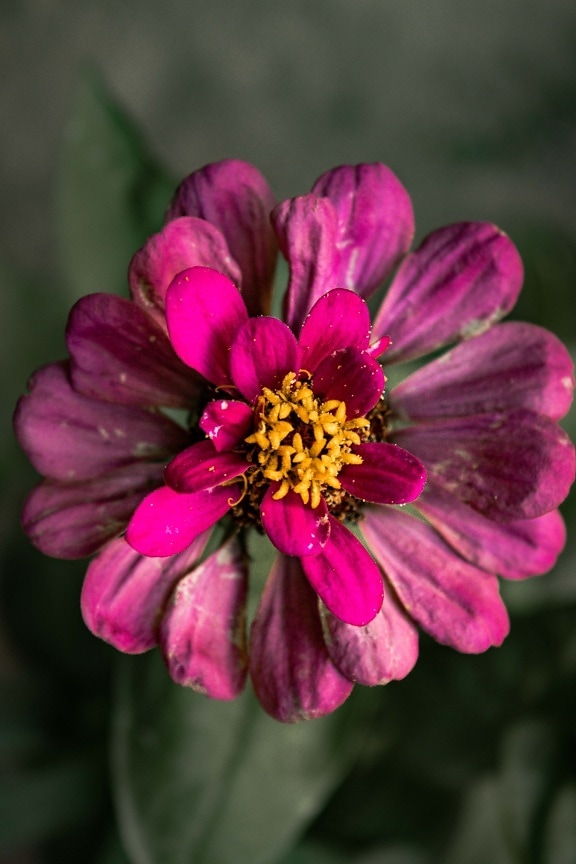 Rosa, kronblade, helt tæt, orange gul, støvvejen, pollen, blomst, flora, sommer, lyserød