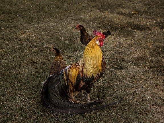 rooster, farmland, hen, poultry, animal, farm, bird, outdoors, crest, nature