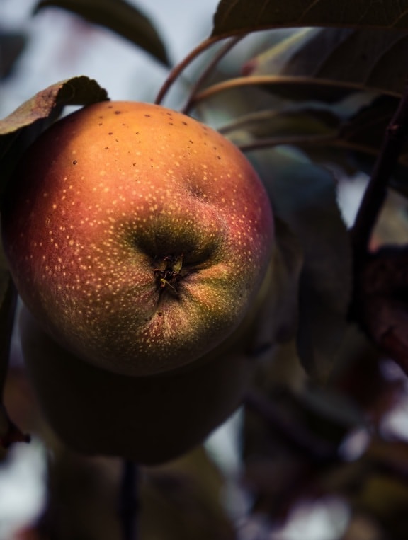 ovocie, ovocný strom, jablko, jabloň, pobočky, tieň, poľnohospodárstvo, produkt, organické, čerstvé