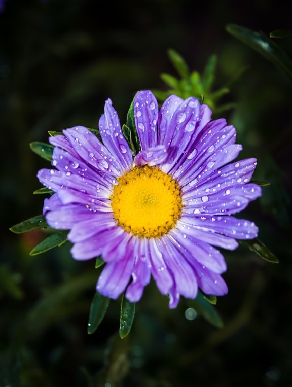 moisture, morning, dew, flower, violet, purple, bloom, flora, garden, petals