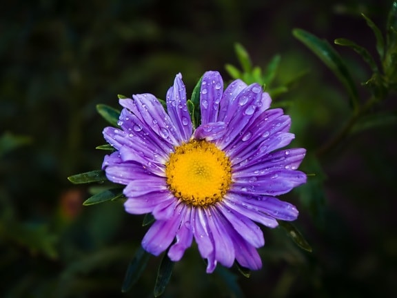 petals, purple, moisture, raindrop, wildflower, dew, flowers, garden, flower, nature