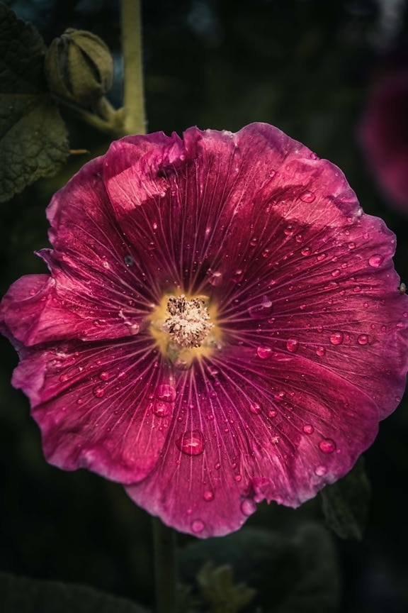 цветок, фиолетовый, розоватый, мокрый, капли, дождь, крупным планом, пестик, пыльца, природа